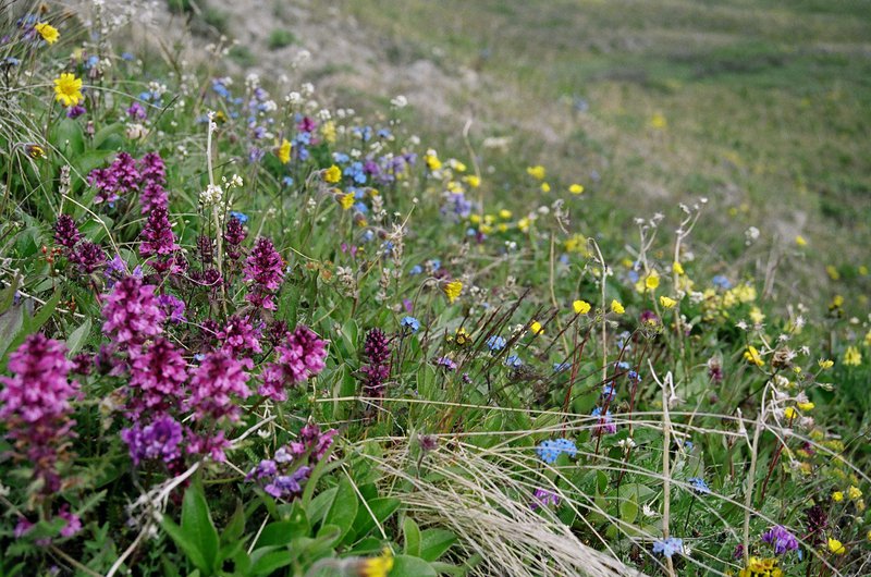 Flowers on Herschel Island