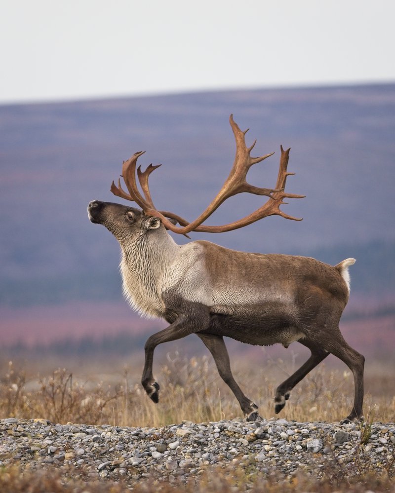 Bull Caribou at the Firth River, Jay Frandsen. © Parks Canada/Jay Frandsen, 2020