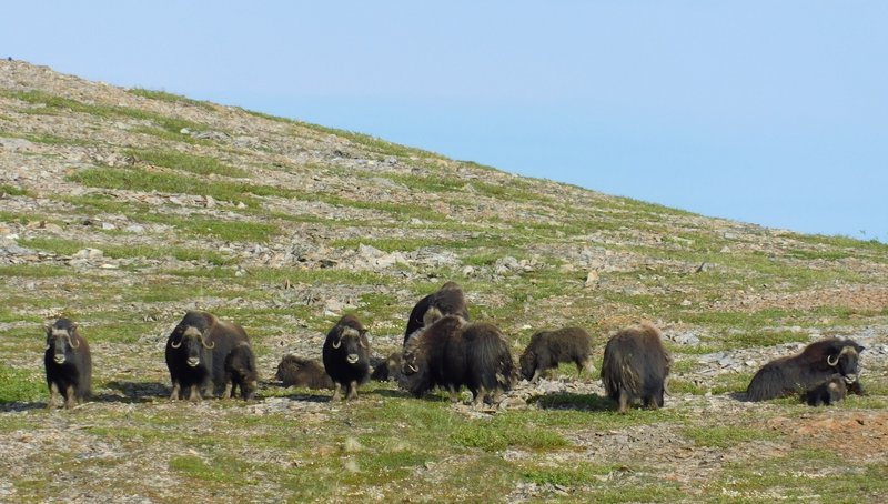 Muskox Research 3 (Carter)