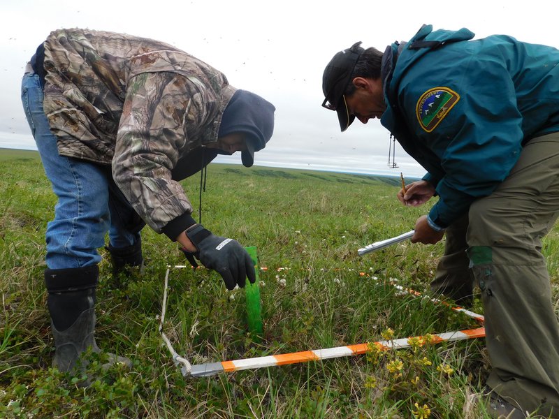 Muskox Research 1 (Carter)