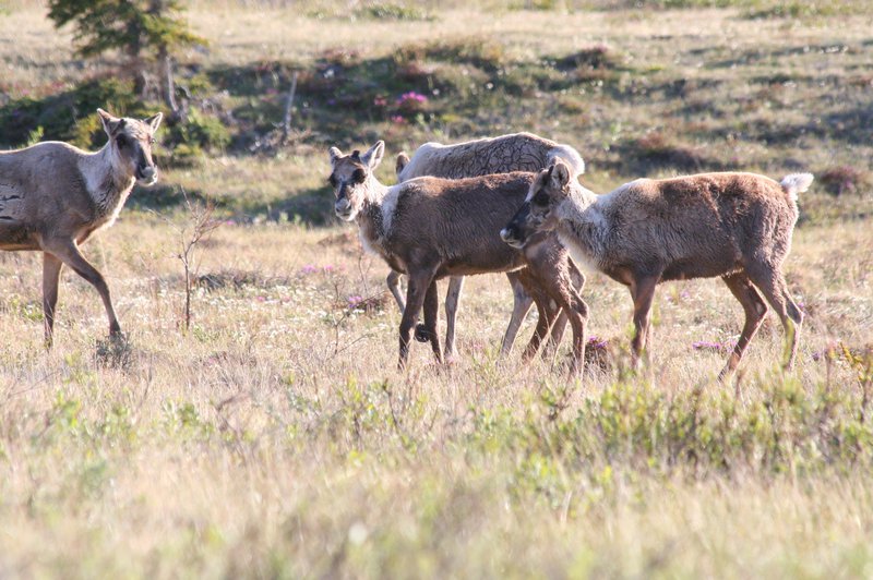 Caribou