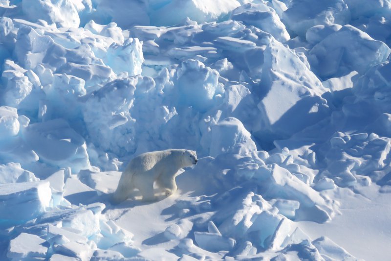 Polar Bear (c) 2019 GNWT-ENR/Steven Baryluk