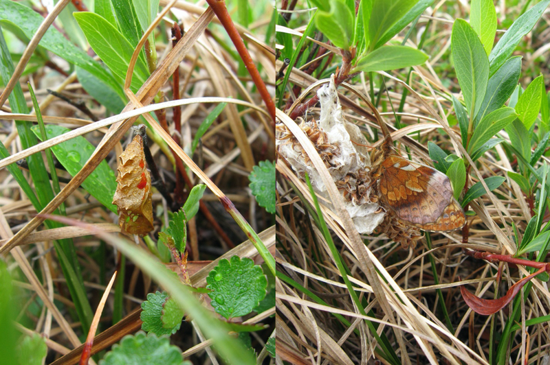 Frigga Fritillary (Boloria Frigga) butterfly